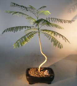 Flowering Jacaranda Bonsai Tree<br><i>(jacaranda mimosifolia)</i>