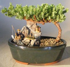 Juniper Bonsai Tree - Medium<br>Stone Landscape Scence<br><i>(juniper procumbens 