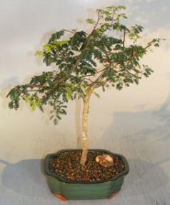 Flowering Divi Divi Bonsai Tree<br><i>(caesalpinia coriaria)</i>