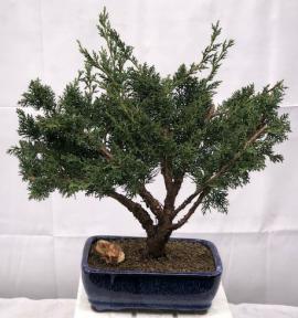 Shimpaku Bonsai Tree - Large <br><i>(shimpaku itoigawa)</i>