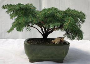 Deodar Cedar 'Snow Sprite' Bonsai Tree<br><i>(cedrus deodara)</i>