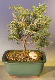 Canadian Hemlock Bonsai Tree<br><i>(tsuga canadensis 'horsford contorted')</i>