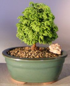 Hinoki Cypress Bonsai Tree<br><i>(chamaecyparis obtusa 'little john')</i>