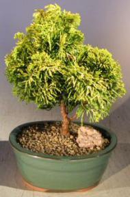 Golden Hinoki Cypress Bonsai Tree - Small<br><i>(chamecyparis obtusa 'nana lutea')</i>
