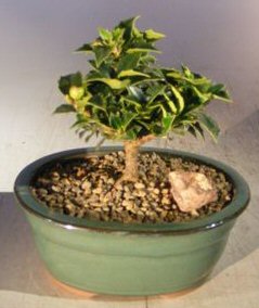 Ilex Holly Bonsai Tree<br><i>(rock garden)</i>