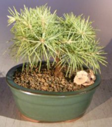 Deodar Cedar 'Snow Sprite' Bonsai Tree - Small <br><i>(cedrus deodara)</i>