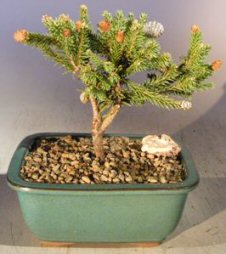 Dwarf Norway Spruce 'Pusch' Bonsai Tree<br><i>(picea abies 'pusch')</i>