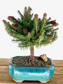 Dwarf Norway Spruce 'Pusch' Bonsai Tree<br><i>(picea abies 'pusch')</i>