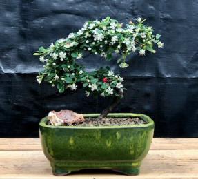 Flowering & Fruiting Evergreen Cotoneaster Bonsai Tree<br>Curved Trunk Style<br><i>(dammeri 'streibs findling')</i>