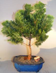 Hinoki Cypress Bonsai Tree<br>Evergreen Conifer - Extra Large<br><i>(chamecyparis obtusa 