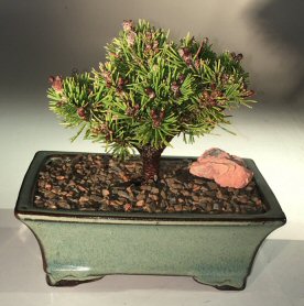 Mugo Pine 'Teeny' Bonsai Tree <br><i>(pinus mugo 'teeny')</i>
