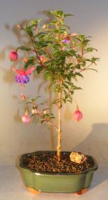 Flowering Fuchsia Bonsai Tree<br><i>('winston churchill')</i>