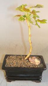 Flowering Geranium Bonsai Tree<br><i>(pelargonium ''vancouver centennial')</i>