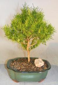 Lemon Fizz Bonsai Tree<br><i>(santolina virens)</i>