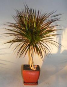 Dracena Bonsai Tree<br>Braided Trunk<br><i>(dracena marginata)</i>