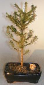 Norway Spruce Bonsai Tree<br><i>(picea abies)</i>