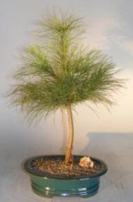 Eastern White Pine Bonsai Tree<br><i>(pinus strobus-manis)</i>