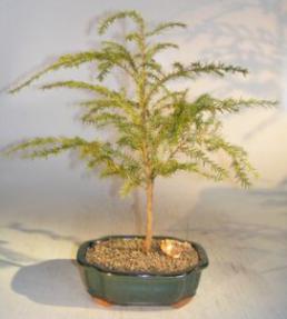 Canadian Hemlock Bonsai Tree<br><i>(tsuga canadensis)</i>