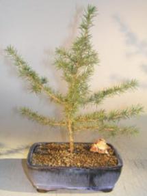 Atlas Cedar<br><i>(Cedrus atlantica)</i>