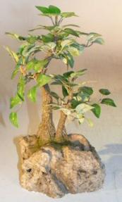 Artificial Sweet Plum Tree Planted In A Rock