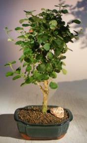 Flowering Yellow Mallow Hibiscus Bonsai Tree <br><i>(paronia praemorsa)</i>