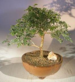 Flowering Mimosa Bahamensis Bonsai Tree<br><i>(Mimosa bahamensis)</i>