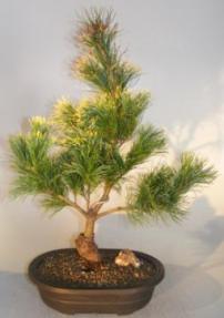 Japanese White Pine Bonsai Tree- Large<br><i>(pinus parviflora 'Goldilocks')</i>