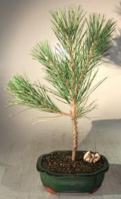 Japanese Black Pine Bonsai Tree - Medium<br><i>(pinus thunbergii)</i>