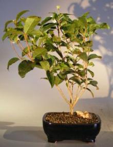 Flowering Sweet Tea Olive Bonsai Tree<br><i>(osmanthus fragrans)</i>