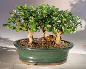 Flowering Fukien Tea Bonsai Tree - Upright Aged<br> Three Tree Forest Group<br><i>(ehretia microphylla)</i>