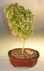 Dwarf Snowflake Parsley Aralia Bonsai Tree<br><i>(polyscais 'parsley' variegated)</i>