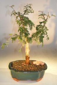 Monkey Thorn Bonsai Tree<br><i>(acacia galpiwii)</i>