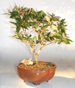 Flowering Japanese Honeysuckle Bonsai Tree - Large<br><i>(lonicera japonica 'halliana purpurea')</i>