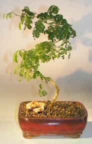 Flowering Brazilian Raintree Bonsai Tree<br>Curved Trunk Style<br><i>(pithecellobium torturn)</i>