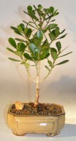 Flowering Tropical Dwarf Apple Bonsai Tree - Medium<br><i>(clusia rosea 'nana')</i>