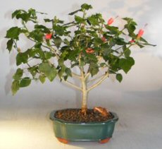 Flowering Dwarf Sleeping Hibiscus Bonsai Tree<br><i>(Malvaviscus alboretus 'compactus')</i>