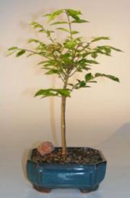 Dwarf Burning Bush Bonsai Tree<br><i>(euonymous atlas 'compactus')</i>