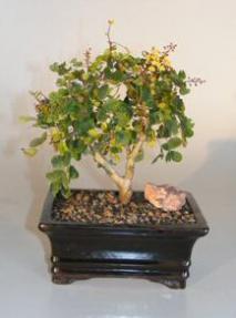 Flowering Campeche Bonsai Tree - Medium<br><i>(haematoxylum campechianum)</i>