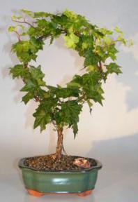 Decorative Ivy Wreath<br><i>(hedera helix)</i>