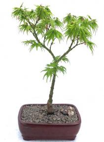 Japanese Green Maple Bonsai Tree <br><i>(acer palmatum 'Mikawa Yatsubusa')</i>