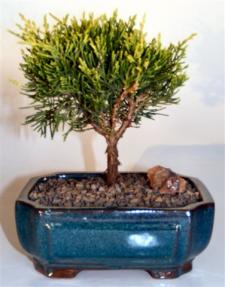 Golden Joy Shimpaku Juniper <br><i>(juniperus pfitzeriana)</i>