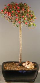 Flowering & Fruiting Evergreen Cotoneaster Bonsai Tree <br>Upright Style <br><i>(dammeri 'streibs findling')</i>