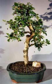 Fukien Tea Flowering Bonsai Tree - Large<br> Upright Style with Tiered Branching<br><i> (ehretia microphylla)</i>