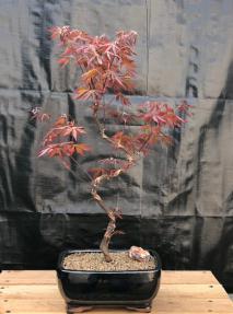 Japanese Red Maple Bonsai Tree<br>Curved Trunk Style<br><i>(acer palmatum 'atropurpureum')</i>