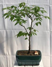 Flowering Japanese Loose Hornbeam Bonsai Tree<br><i> (carpinus laxiflora)</i>