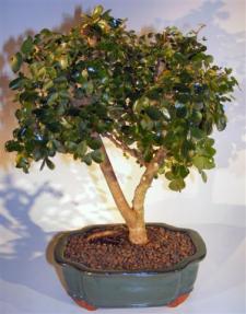 Flowering Campeche Bonsai Tree - Large <br><i>(haematoxylum campechianum)</i>