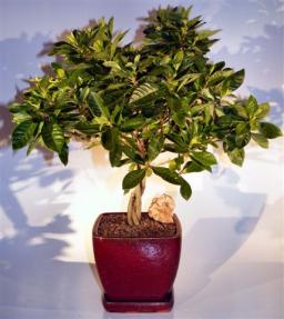 Flowering Gardenia Bonsai Tree <br>Braided Trunk Style <br><i>(jasminoides miami supreme)</i>