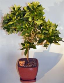 Flowering Gardenia Bonsai Tree - Large <br><i>(jasminoides miami supreme)</i>