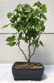 Walking Stick Bonsai Tree <br><i>(corylus avellana 'contorta')</i>