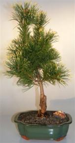Japanese White Pine Bonsai Tree - Medium<br><i>(pinus parviflora 'Goldilocks')</i> 